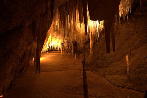 Tahune Airwalk Active Day Trip From Hobart Including Hastings Caves - Accommodation NSW 4