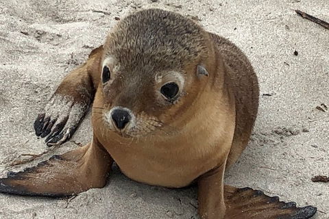 Kangaroo Island Scenic Trail Tour - Accommodation NSW 0