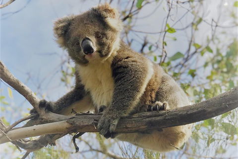 Kangaroo Island Scenic Trail Tour - Accommodation NSW 2