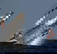Sydney Harbour Tall Ship Whale  Sail - Whale Watching Cruise - Accommodation NSW