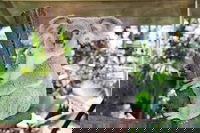 Cairns ZOOM and Wildlife Dome