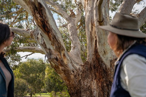 NEW TOUR - Kangaroo Island Road To Recovery Tour (1 Day/1 Night) - Accommodation NSW 0