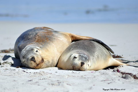 NEW TOUR - Kangaroo Island Road To Recovery Tour (1 Day/1 Night) - Accommodation NSW 1