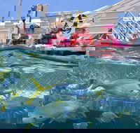 Outer Reef Pontoon Experience from Cairns - Accommodation NSW