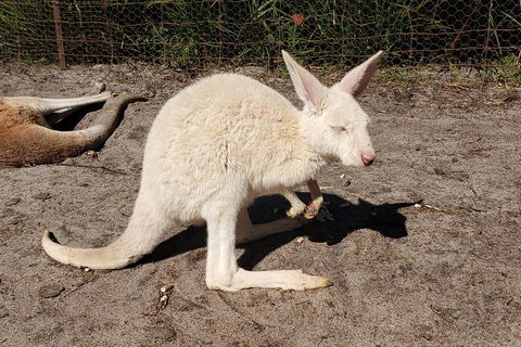 Very Best Of Perth Tour - Wildlife Park & City Highlights Tour - Accommodation NSW 3