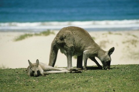 Great Ocean Road Highlights Tour - 2 Days, 1 Night - Accommodation NSW 2