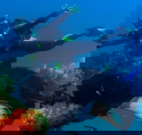 Scuba Dive the S.S. Yongala Wreck on the Great Barrier Reef. - Accommodation NSW