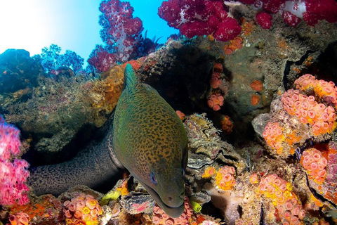 Scuba Dive The S.S. Yongala Wreck On The Great Barrier Reef. - Accommodation NSW 1