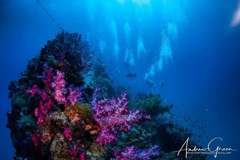 Scuba Dive The S.S. Yongala Wreck On The Great Barrier Reef. - Accommodation NSW 2