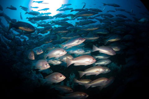 Scuba Dive The S.S. Yongala Wreck On The Great Barrier Reef. - Accommodation NSW 4