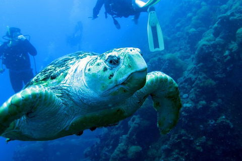 Scuba Dive The S.S. Yongala Wreck On The Great Barrier Reef. - Accommodation NSW 5