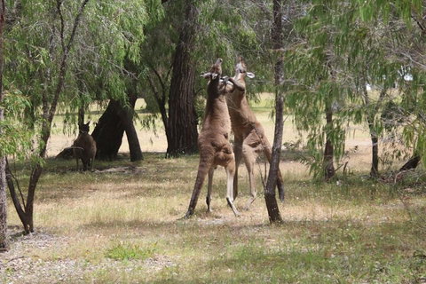 Margaret River Coastal And Wildlife Eco Trip From Busselton Or Dunsborough - Accommodation NSW 1